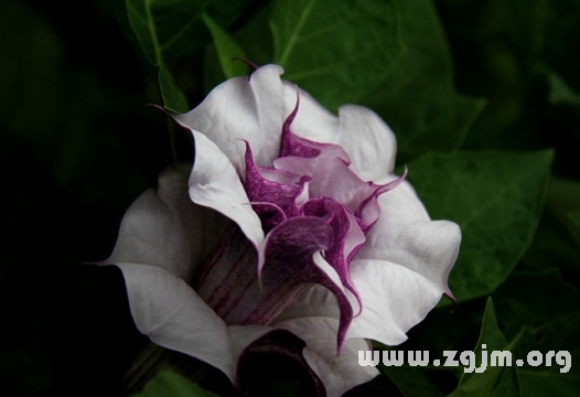 曼陀罗花花语