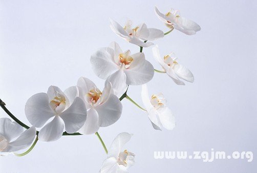 蝴蝶兰的花语