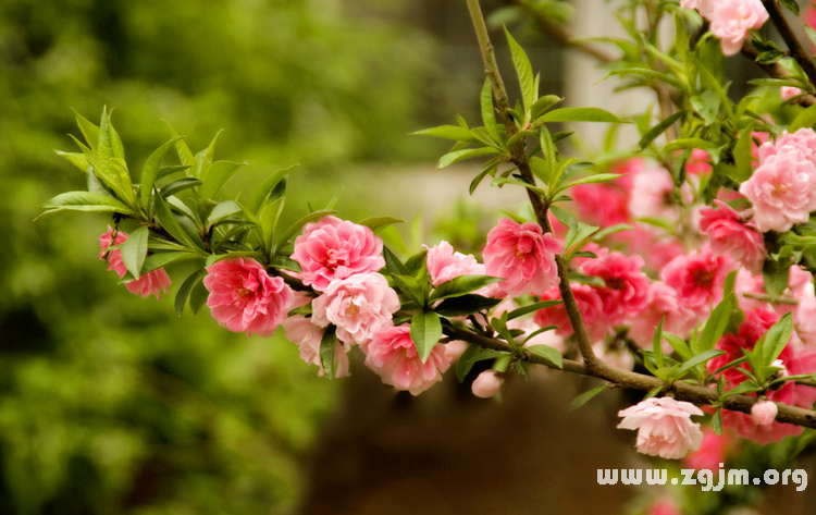 桃花的花语