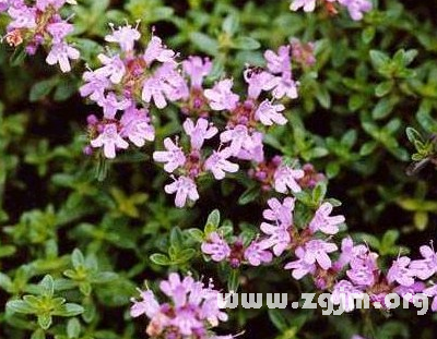 百里香的花语