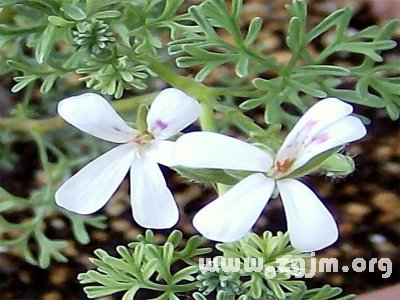 青莴的花语