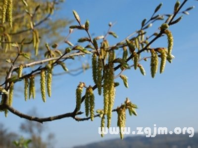 榛花的花语