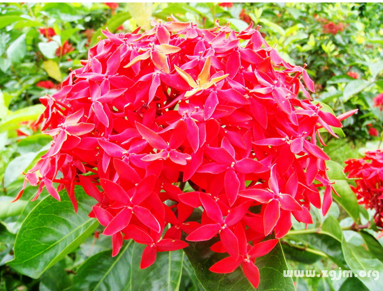 龙船花的花语