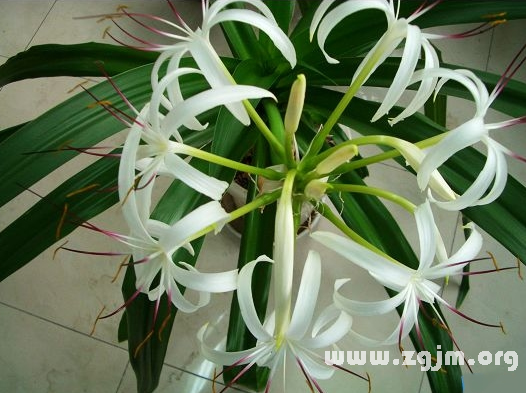文殊兰花语