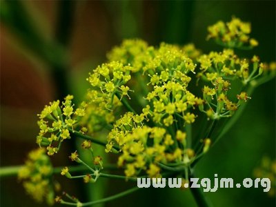 茴香的花语
