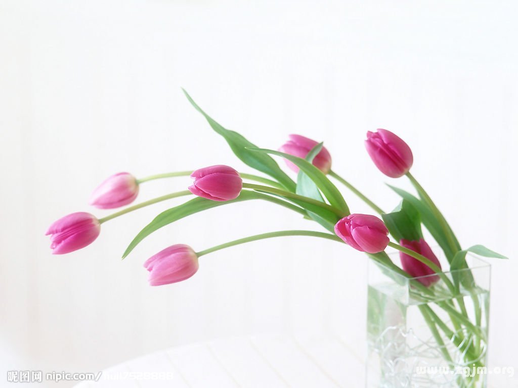 郁金香的花语