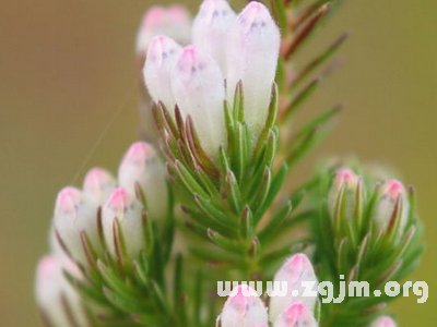 冬石南花语