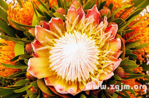 帝王花的花语