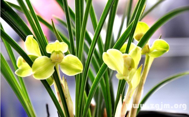 兰花的花语