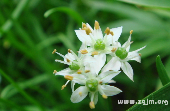 韭菜花的花语