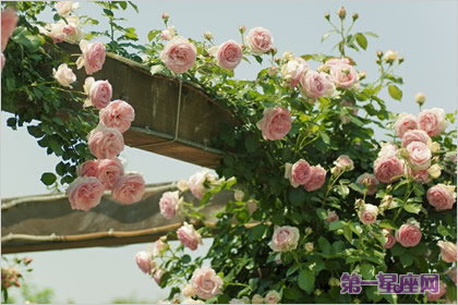 蔷薇