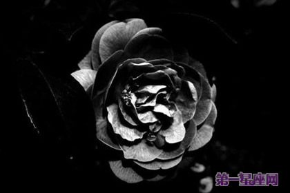 黑蔷薇