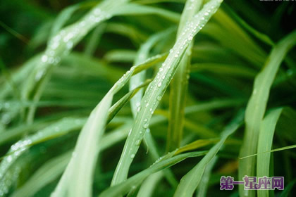柠檬草