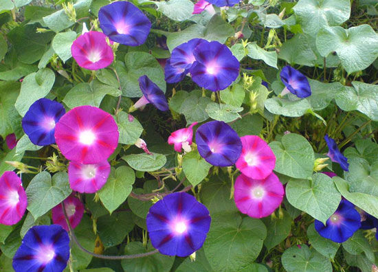牵牛花