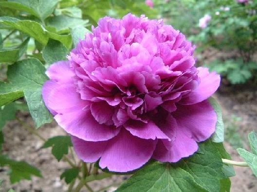 牡丹花语