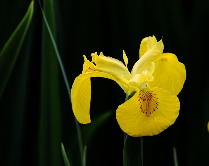 鸢尾花