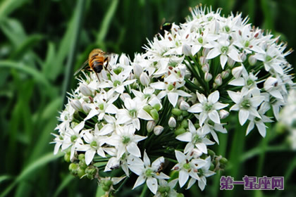 韭菜花