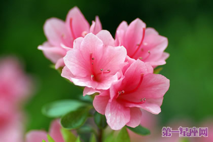 杜鹃花什么时候开？杜鹃花一年开几次花