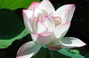 莲花