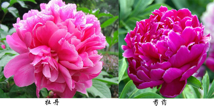 芍药与牡丹