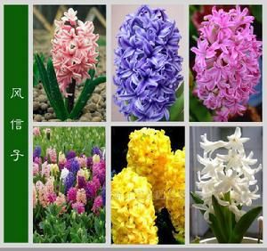风信子花语