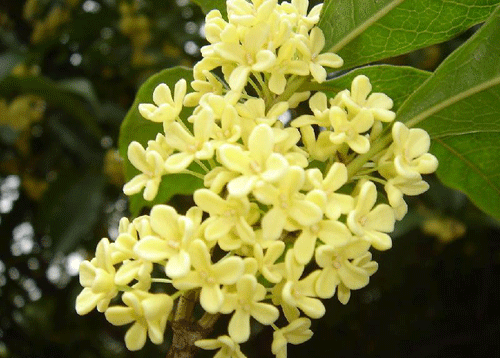桂花