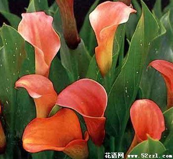 海芋