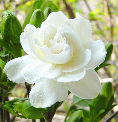 栀子花寓意