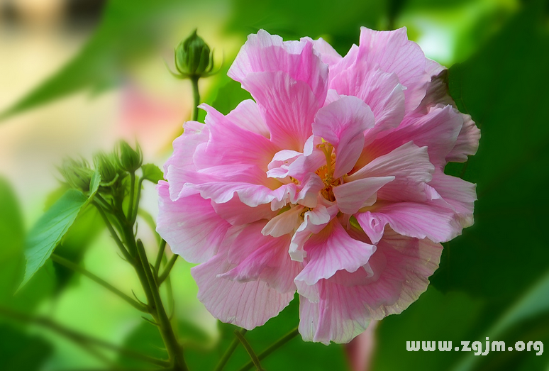 芙蓉花的花语