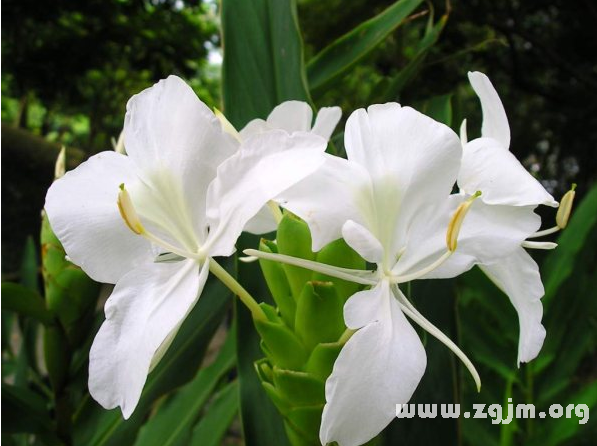 姜花的花语