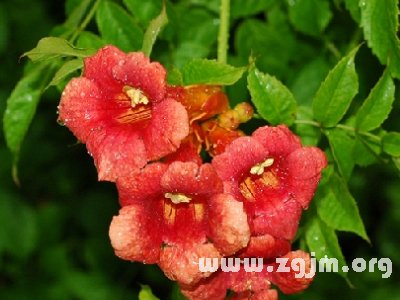 凌霄花的花语