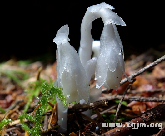 水晶兰花语