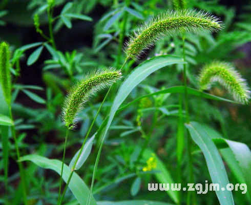 狗尾巴草的花语
