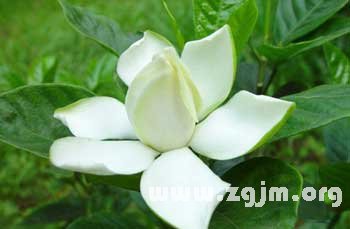 栀子花的花语