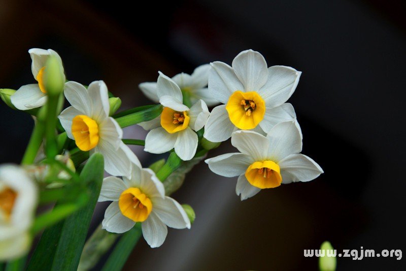 水仙花的花语