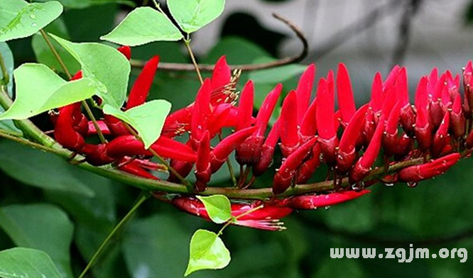 龙牙花的花语