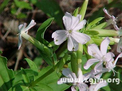 石碱草的花语