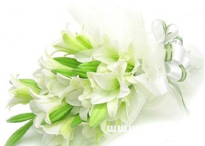 百合花语大全