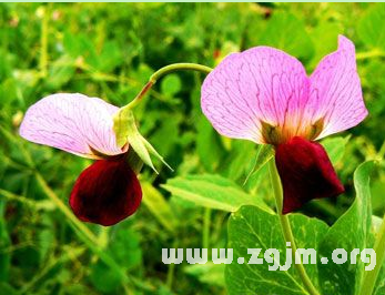迷迭香的花语
