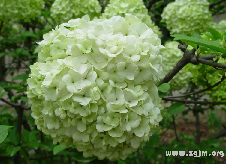 玉簪花的花语