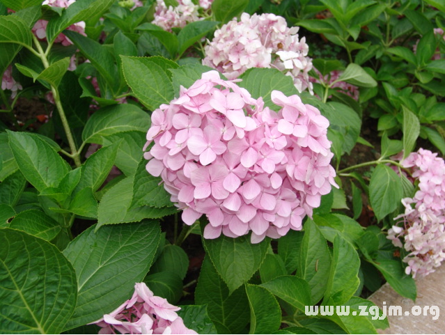 八仙花的花语