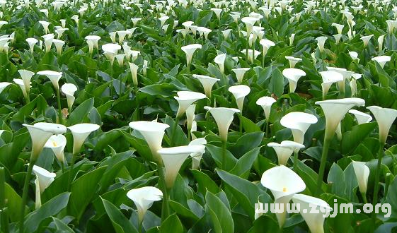 马蹄莲的花语