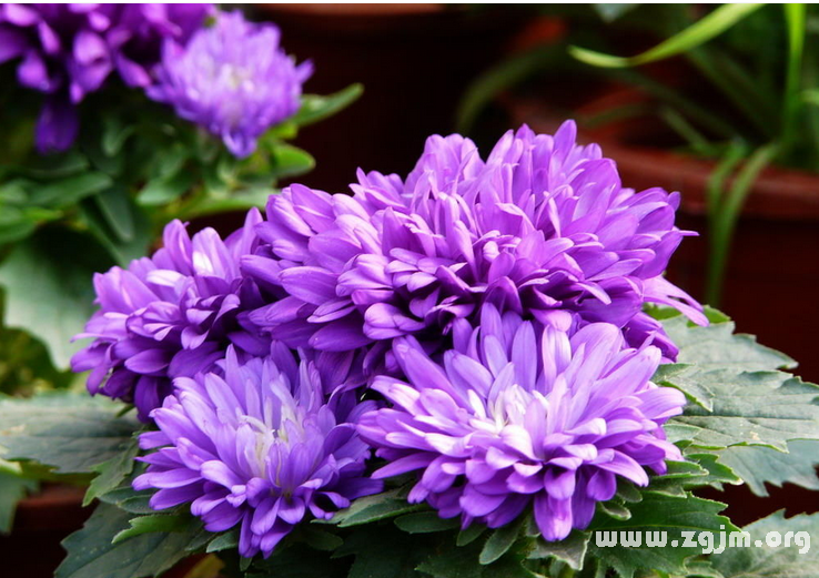 翠菊花语