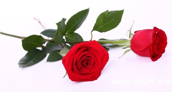 玫瑰花的花语