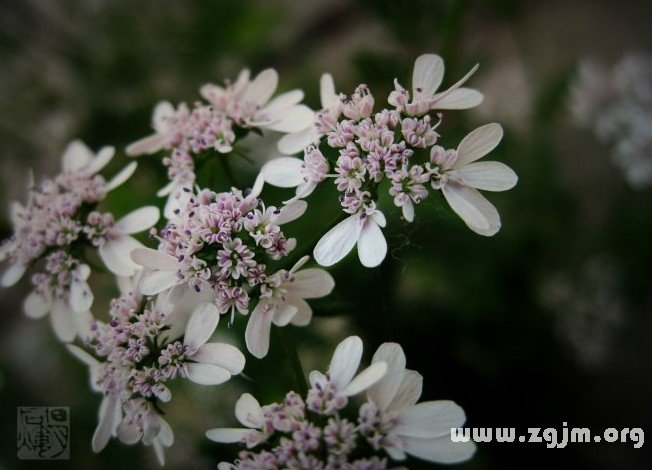 大茴香的花语