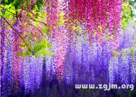 紫藤花的花语