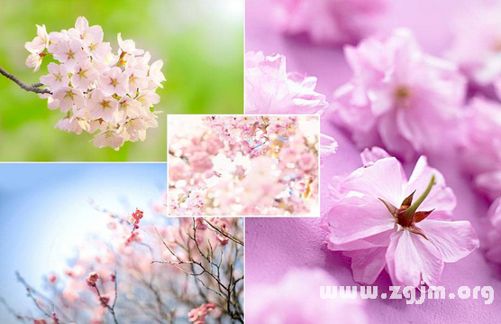 冬樱花的花语