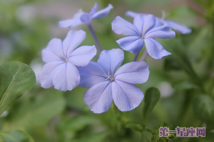 蓝雪花