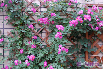 粉蔷薇