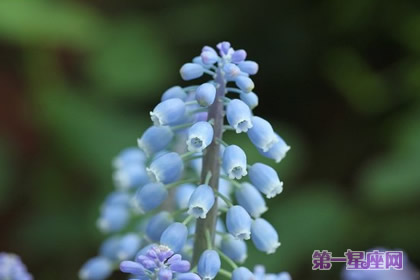 串铃花